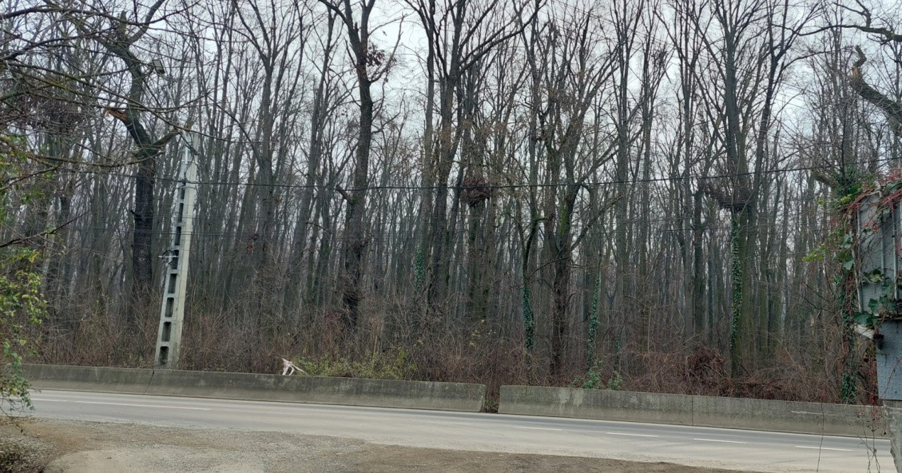 Teren de vânzare – 1000 mp în Mogoșoaia, zonă ideală pentru locuință					