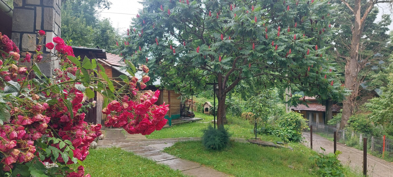 Casa gospodarului, înconjurată de natură, Comarnic
